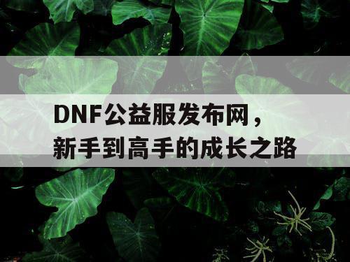 DNF公益服发布网，新手到高手的成长之路